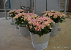 A novelty of Armada is Pot Chrysanthemum Beauty Elegant Pink, a variety exclusively by Theo Nederpelt. “The bi-color is what makes it so unique.”